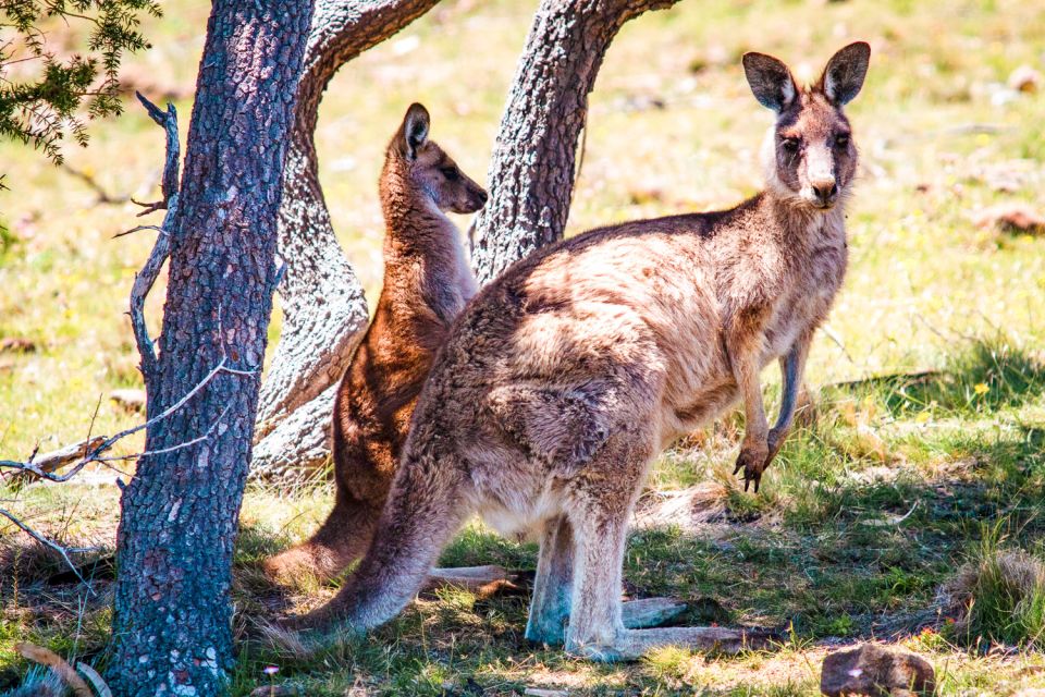 From Melbourne: Small Group Great Ocean Road Tour - Otway National Park forest walk: where the day slows down