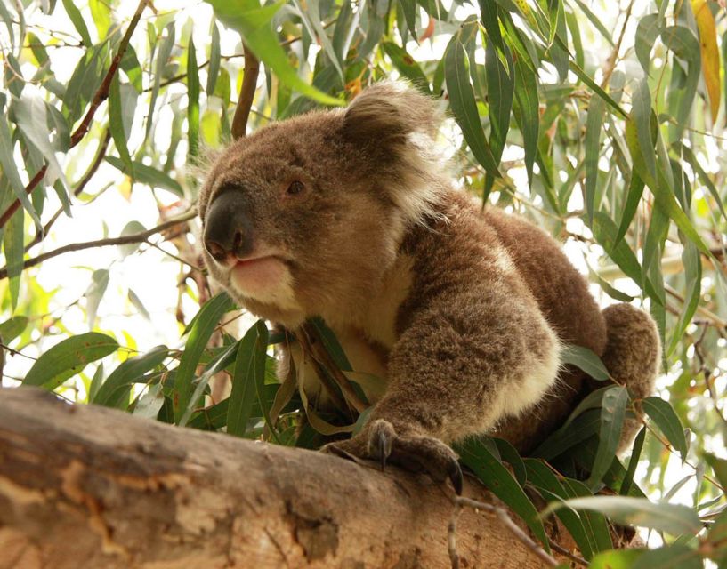 From Melbourne: Small Group Great Ocean Road Tour - Guides and storytelling: why names like Johanna and Frank matter