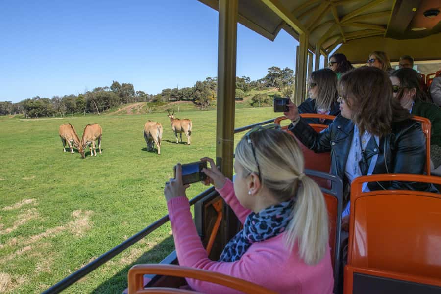 From Melbourne: Werribee Open Range Zoo & Werribee Mansion - Open Range Zoo Safari Bus: Close Encounters Without the Hassle