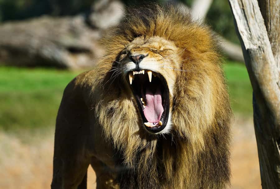 From Melbourne: Werribee Open Range Zoo & Werribee Mansion - Zoo Time That Lets You Breathe: Talks, Wandering, and Optional Extras