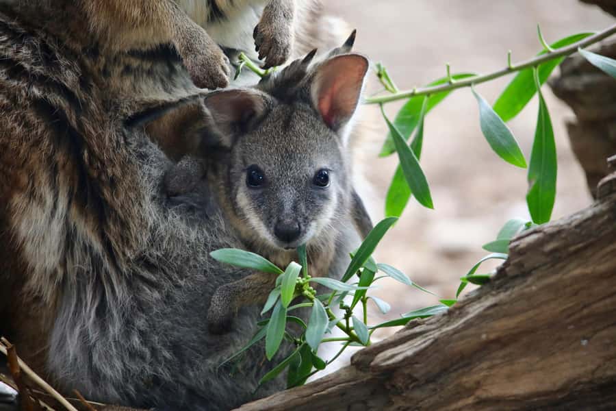 From Melbourne: Werribee Open Range Zoo & Werribee Mansion - Should You Book This Werribee Mansion and Open Range Zoo Tour?
