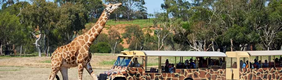 From Melbourne: Werribee Open Range Zoo & Werribee Mansion - FAQ