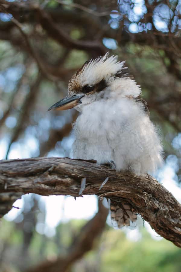 From Melbourne: Wilsons Promontory Wilderness Tour - Squeaky Beach: the famous sand, the coast air, and real walk time