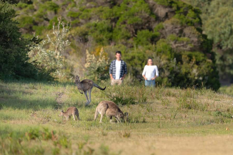 From Melbourne: Wilsons Promontory Wilderness Tour - Wilsons Promontory walking and wildlife viewing