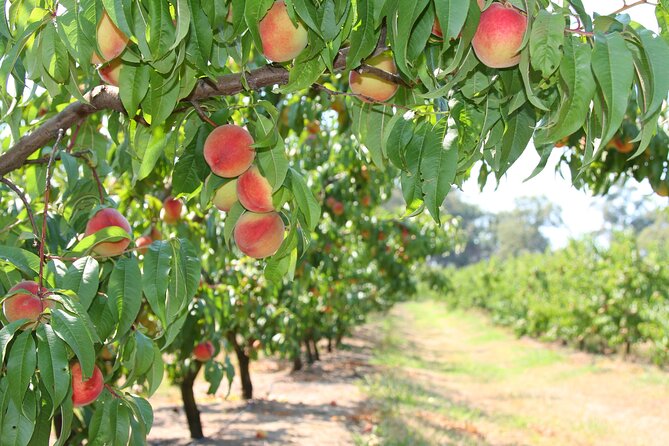 Fruit Picking & Nature Private Tour Yarra Valley & Warburton - Warburton village stop: river views and a quick Aussie pie