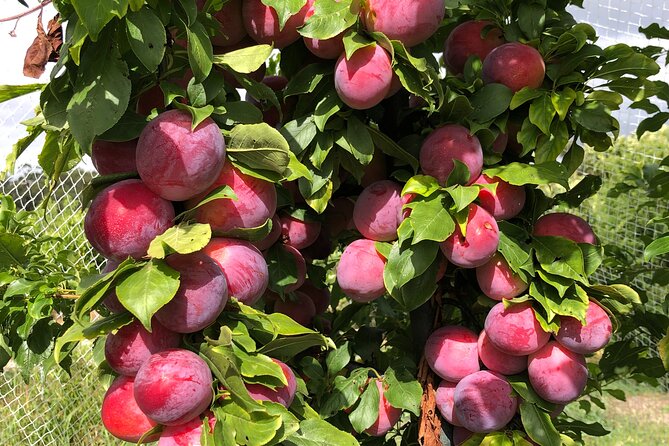 Fruit Picking & Nature Private Tour Yarra Valley & Warburton - What to bring so the day feels easy
