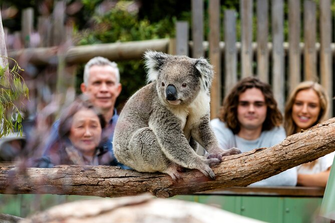 Full-Day Penguins and Wildlife Nature Experience from Melbourne - Tour pace, transport, and what to pack for 12 hours