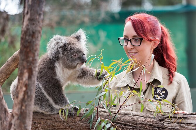 Full-Day Phillip Island Tour with Kangaroo, Koala and Penguin Parade - Key things to know before you go