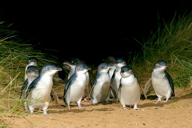 Full-Day Phillip Island Tour with Kangaroo, Koala and Penguin Parade - A day trip built around dusk penguins