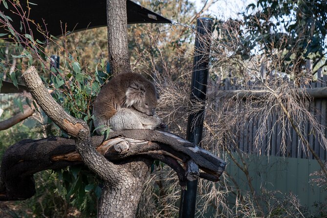 Full-Day Phillip Island Tour with Kangaroo, Koala and Penguin Parade - The Nobbies Centre: volcanic rocks and fur seals