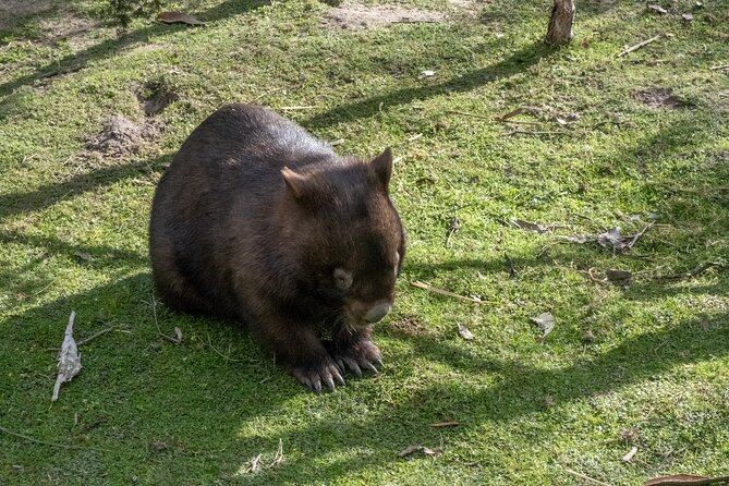 Full-Day Phillip Island Tour with Kangaroo, Koala and Penguin Parade - Getting around on the coach: timing, crowds, and guides