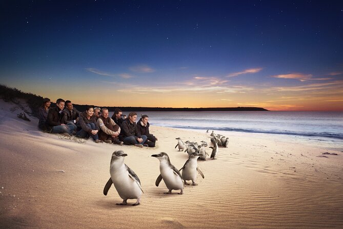 Full-Day Private Australian Wildlife Tour of Phillip Island - Key things to know before you go