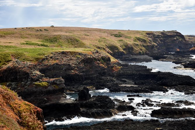 Full-Day Private Australian Wildlife Tour of Phillip Island - The Nobbies Centre: Giant rocks, big waves, and wallabies