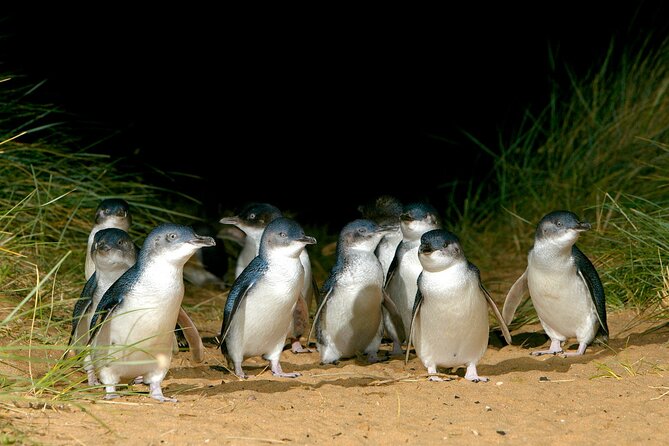 Full-Day Private Australian Wildlife Tour of Phillip Island - Penguin Parade at Phillip Island Nature Parks: The evening march