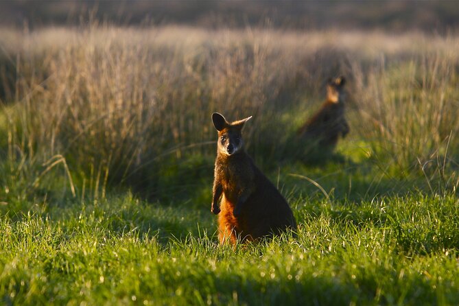 Full-Day Private Australian Wildlife Tour of Phillip Island - Time, pace, and packing for a 9–11 hour wildlife day