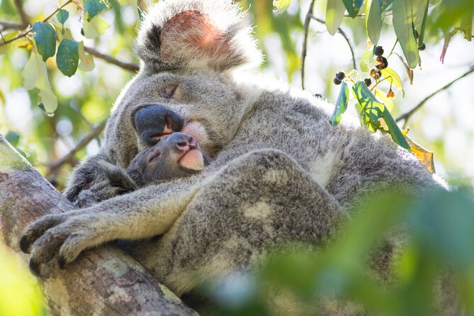 Full day Shared Tour to Twelve Apostle (Melbourne Chinese Tour) - Apollo Bay koala chances and a real beach town break