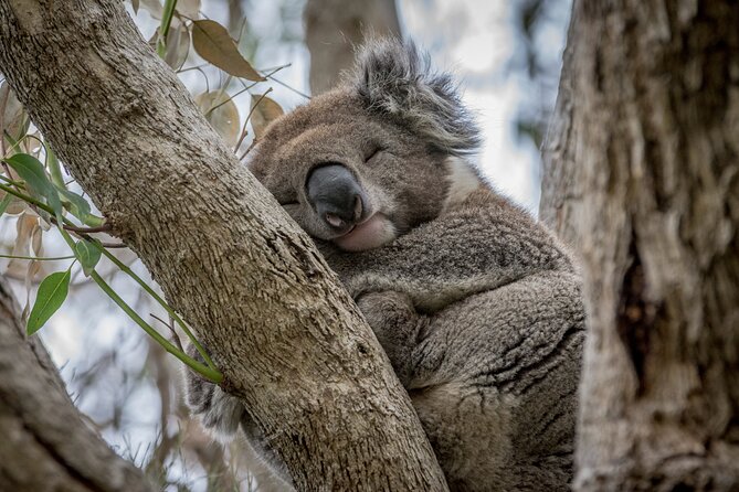 Full Day Tour of Great Ocean Road and 12 Apostles from Melbourne - The early start: why 6:30am matters on the Great Ocean Road