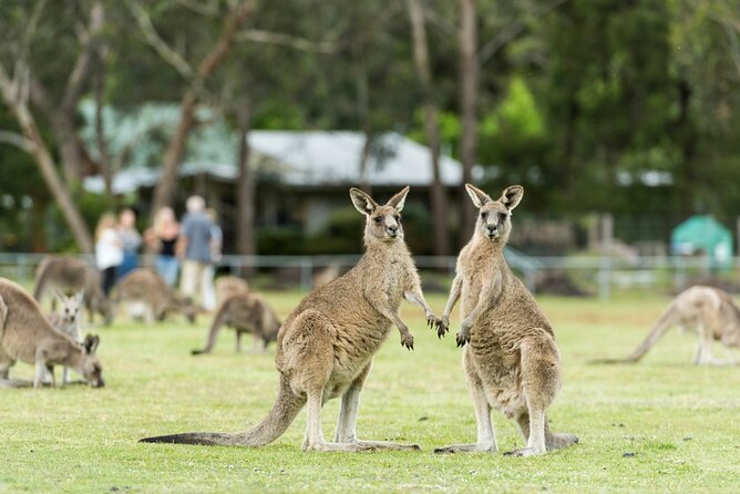 Grampians National Park Small-Group Eco Tour from Melbourne - Halls Gap Lunch Time and Wildlife Odds