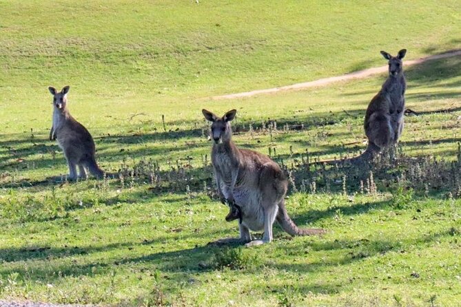 Great Ocean Road and Wildlife Tour for Backpackers aged 18-35 - The Coffee and Tea Break: Small Inclusion, Real Value