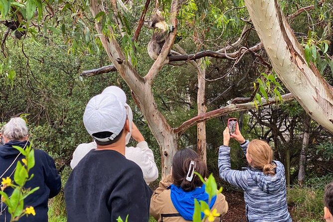 Great Ocean Road Full-Day Sunset Eco Tour from Melbourne - Lunch on your own: Lorne or Kennett River (and why timing matters)