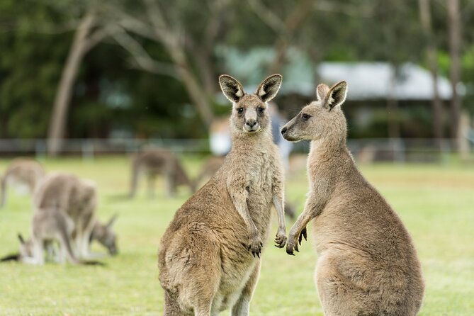 Great Ocean Road Grampians 2 Day Tour from Melbourne to Adelaide - Price and value: is $340.69 per person a good deal?