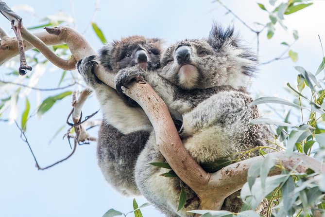 Great Ocean Road Grampians 3 Day National Park Tour Melbourne Roundtrip - Day 2 in the wild: Tower Hill wildlife reserve, volcanic views, and Halls Gap
