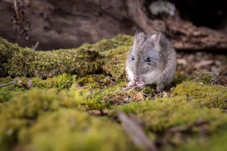 Great Ocean Road: Guided Wildlife Walk that Supports Nature - Weather, Clothing, and Little Rules That Matter