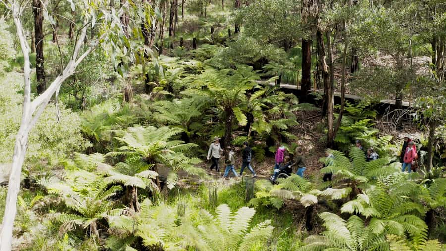 Great Ocean Road: Guided Wildlife Walk that Supports Nature - Wildlife Viewing Without Flash: How to Spot Animals Responsibly