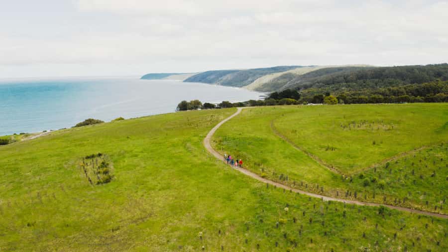 Great Ocean Road: Guided Wildlife Walk that Supports Nature - Price and Value: Is $41 Worth It?