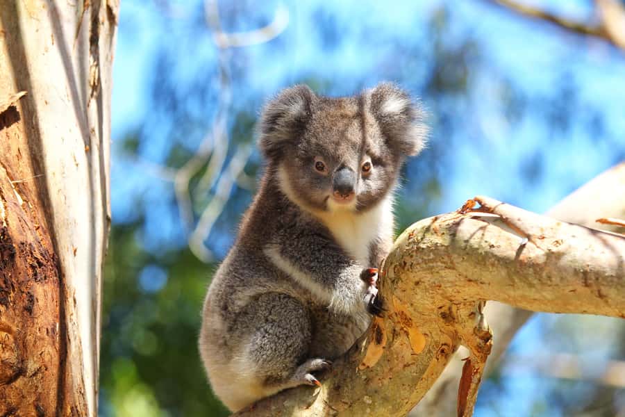 Great Ocean Road: Guided Wildlife Walk that Supports Nature - Meeting the Conservationist Guide at the Visitor Centre