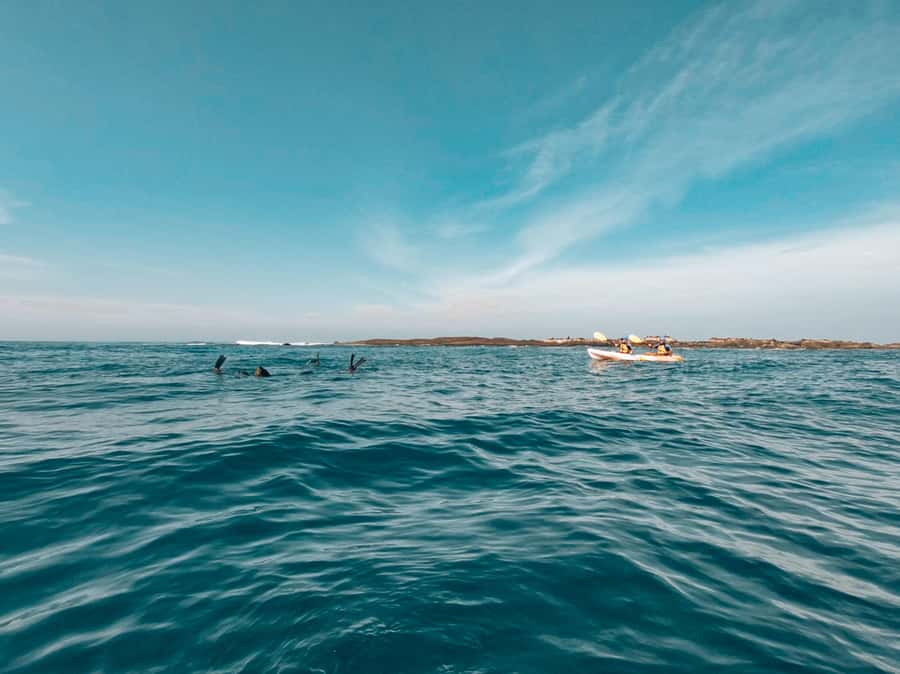 Great Ocean Road: Kayaking with Seals Tour - Key things you’ll notice on this tour