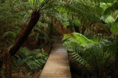 Great Ocean Road Medium Size Group Tour - Loch Ard Gorge: stories plus a 30-minute window