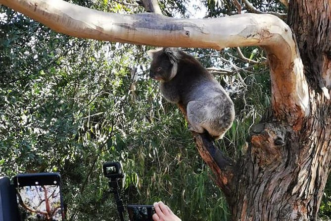 Great Ocean Road Medium Size Group Tour - Who this tour suits best (and who should choose differently)