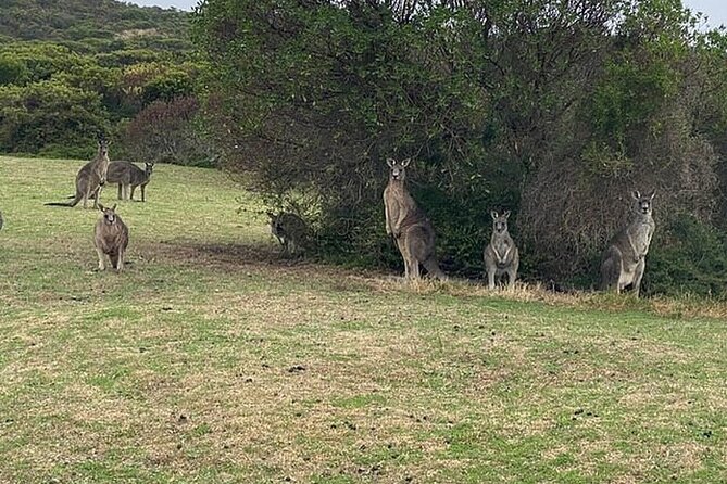 Great Ocean Road Private Tour In Luxury Vehicle.Customised Option - Twelve Apostles: timed viewpoints plus an aerial option