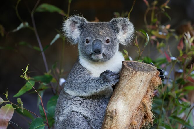 Great Ocean Road Reverse Tour with Iconic Stops & Wildlife - Key Points You’ll Care About
