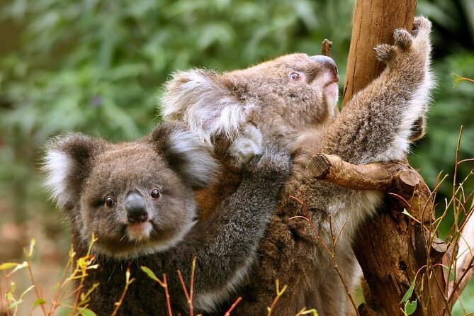 Great Ocean Road Small-Group Eco Tour from Melbourne - Mait’s Rest in the Otways: your break from cliffs and crowds