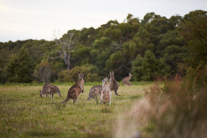 Great Ocean Road Small Group Tour with Dingos, Sparkling & Lunch - Otway Ranges rainforest views: the scenic bonus
