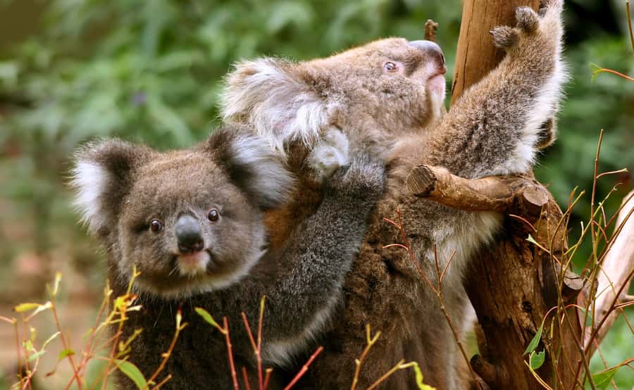 Great Ocean Road Tour w/ Deluxe Minibus & Top-Rated Guide - Maits Rest rainforest walk: where the day slows down
