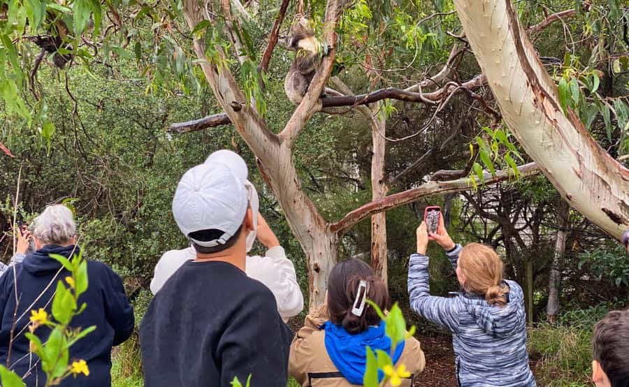 Great Ocean Road Tour w/ Deluxe Minibus & Top-Rated Guide - Pricing: what $105 gets you, and what it doesn’t