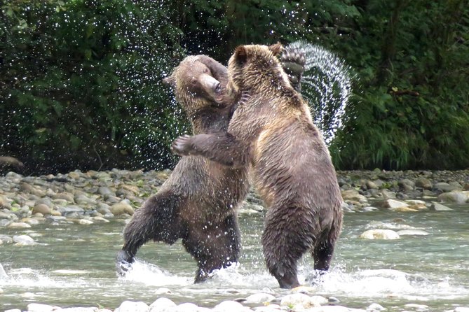 Grizzly Bear Expedition - Key things to know before you go