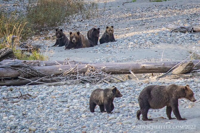 Grizzly Bear Expedition - Getting Orford River Grizzly Time in a Single 9-Hour Day