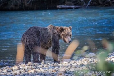 Grizzly Bear Expedition - Meeting Point and the Pace of the Day Starting at 10:00 am