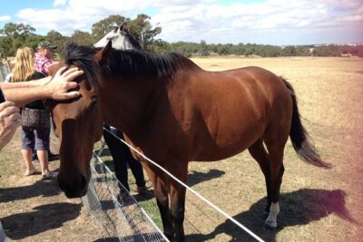 Half Day Living Legends tour with Devonshire Tea - The heart of the day: meeting, feeding, and patting retired racehorses