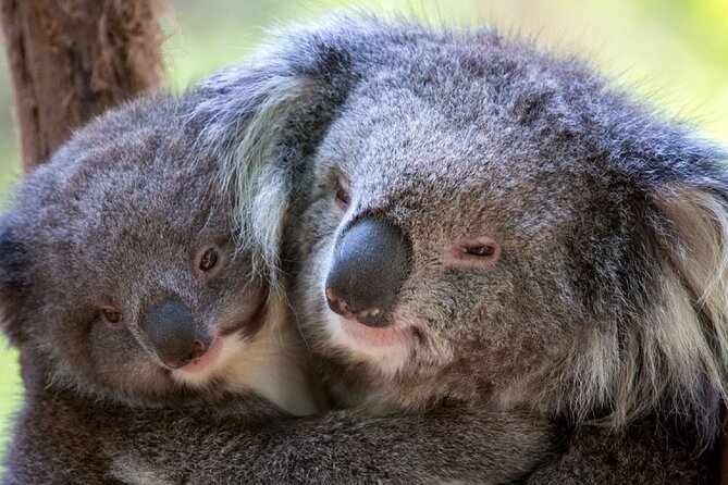 Half-Day or Full-Day Tour with Private Guide from Melbourne - Price and Value: How $681.38 Per Group Makes Sense