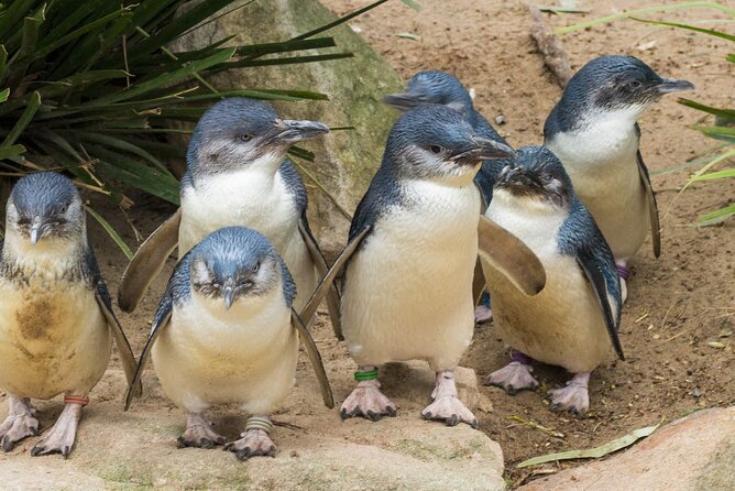 Healesville Sanctuary And Phillip Island Wildlife Bus Tour - The big idea: a full-day wildlife circuit from Melbourne
