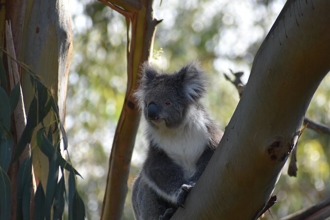 Healesville Sanctuary And Phillip Island Wildlife Bus Tour - Price and value: what $126.95 actually covers