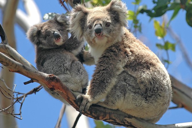Healesville Sanctuary And Phillip Island Wildlife Bus Tour - Who this tour is best for (and who should rethink it)