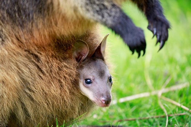 Healesville Sanctuary General Entry Ticket - A self-guided flow: how to plan your day in about 3 hours