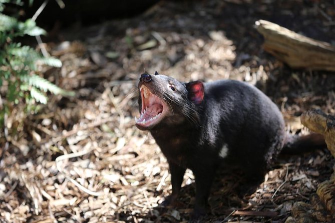 Healesville Sanctuary General Entry Ticket - Price and value: $40.88 for all-day access in one wildlife-heavy stop
