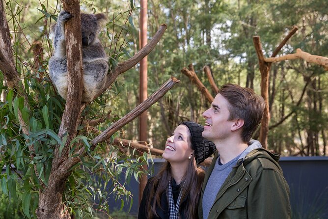 Koala Experience at Healesville Sanctuary - excl. entry - Key Points You’ll Care About
